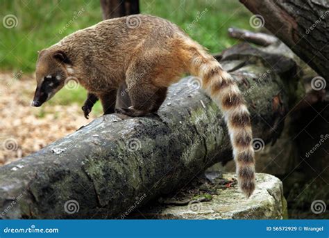 Coati (Nasua Nasua) Royalty-Free Stock Photography | CartoonDealer.com #24910283