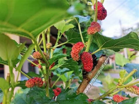 Cara Lebatkan Buah Mulberry Dengan Mudah Memang Berkesan