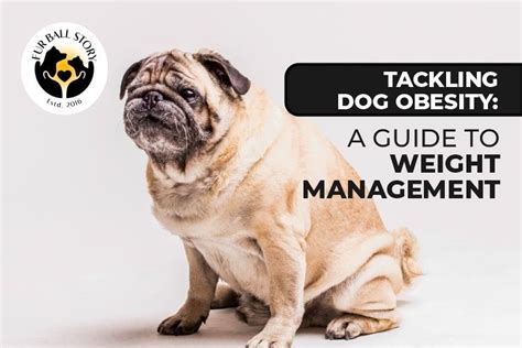 Tackling Dog Obesity A Guide To Weight Management