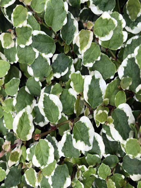 Ficus Pumila Ice Caps Neth Plant