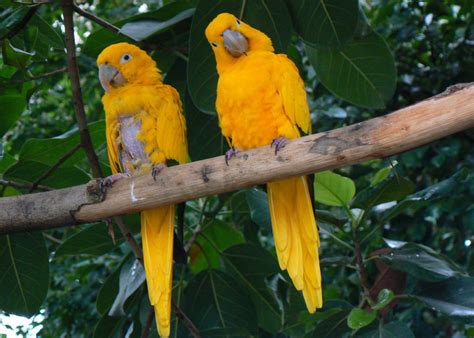 50 Endangered Species That Only Live in the Amazon Rainforest | Stacker