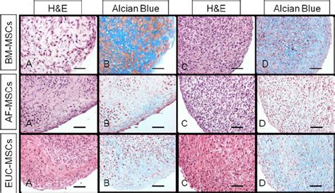 Bm F And Euc Msc Pellet Cultures Hande And Alcian Blue Staining Of