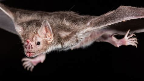 Putting vampire bats on treadmills revealed an energy-burning quirk