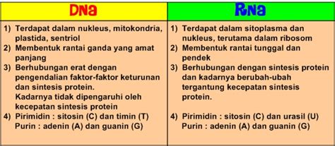 Perbedaan DNA dan RNA Penjelasan Dalam Tabel