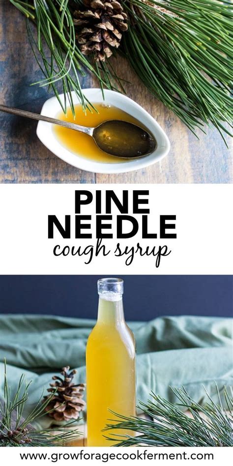 Pine Needle Cough Syrup Recipe Herbalism Herbal Medicine Recipes