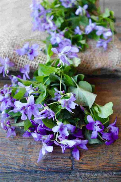 Violet Flower meaning and symbolism: Ultimate Guide to viola modesty ...