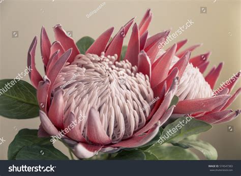 King Protea Flower Stock Photo 574547383 | Shutterstock