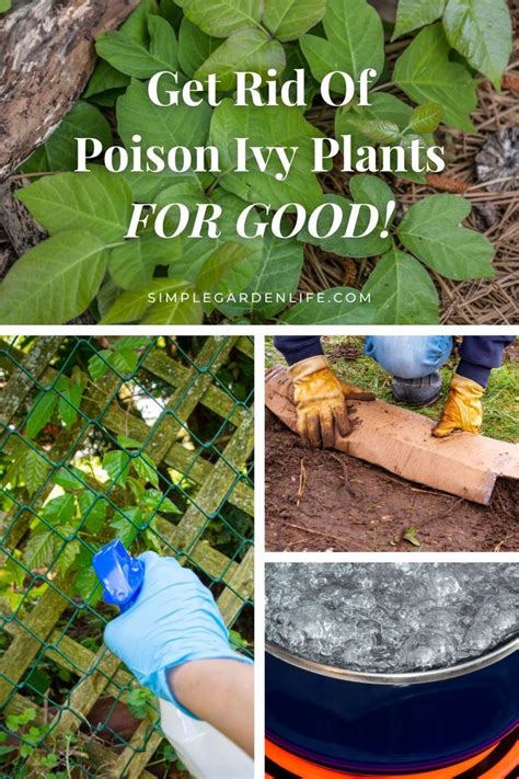 Get Rid Of Poison Ivy Plants In 2023 Poison Ivy Plants Ivy Plants