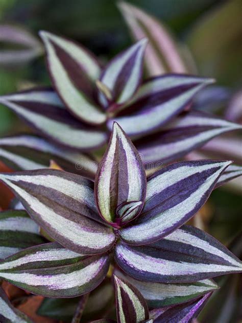 Purple Zebra Plant Wandering Tradescantia Zebrina Spiderwort Silk