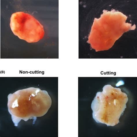 Ovary Is Repaired 4 D After Cutting The Ovarian Surface A Image Of