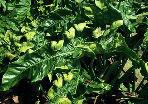 Identifying Nutrient Deficiencies In Ornamental Plants University Of