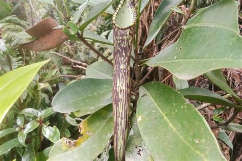 Mengenal Nepenthes Rigidifolia Kantong Semar Langka Dari Sumatera