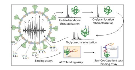 Structural And Functional Characterization Of SARS CoV 2 RBD Domains