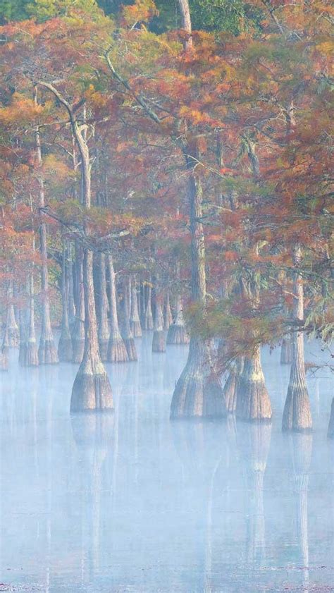 Bing HD Wallpaper Oct 21 2024 Cypress Trees In George L Smith State