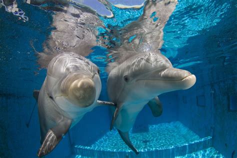 Dolphin Tale 2 Introduces New Stars At Clearwater Fla Aquarium Los Angeles Times