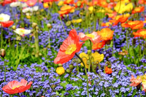 Banco De Imagens Natureza Grama Flor Plantar Campo Prado Flor