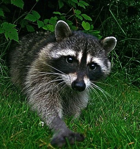 Raccoon Cute Animals Animals Raccoon