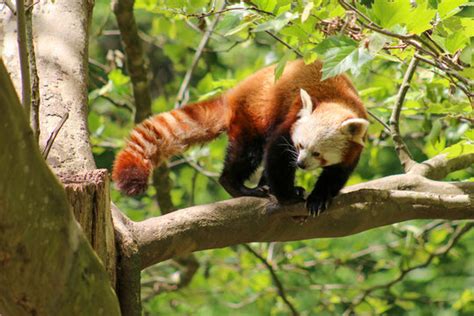 「レッサーパンダ 動物園」の画像 54216 件の Stock 写真、ベクターおよびビデオ Adobe Stock