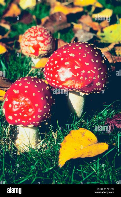 Fly Agaric Toadstool Amanita Muscaria Stock Photo Alamy