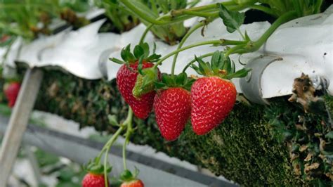 Como cultivar morangos em casa na melhor época de plantio