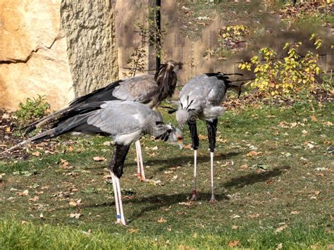 Secretary Birds Sagittarius Serpentarius Looking For Food In The