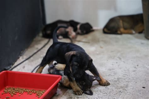 5ª FENS neste domingo 14 tem ação solidária adoção de cães e