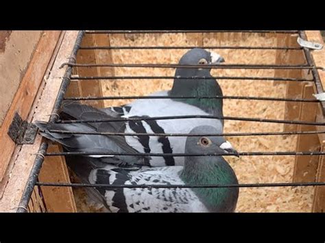 Live Lier Pigeon Market In Belgium Youtube