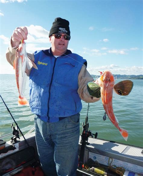 Saltwater Fishing Techniques - Kaipara Gurnard - The Fishing Website