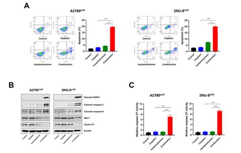 Ijms Free Full Text Isoalantolactone Suppresses Glycolysis And