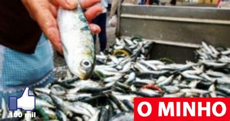 Pesca Da Sardinha Reabre Hoje