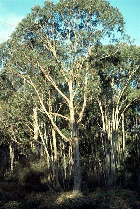 Eucalyptus Globulus Bicostata Jayfields Nursery