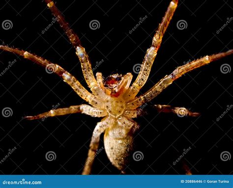 Spider attack stock photo. Image of jumping, attitude - 20886446