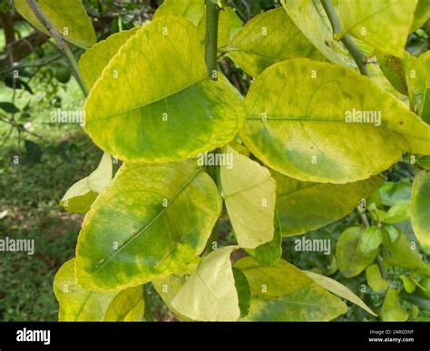 Malattia Degli Agrumi Immagini E Fotografie Stock Ad Alta Risoluzione