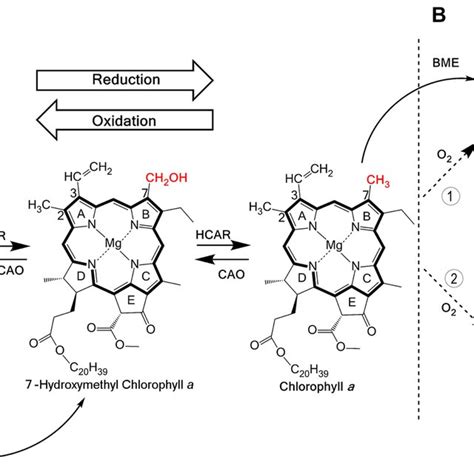 Chemical Structure Of Chl A Chl B Chl D And Chl F With The