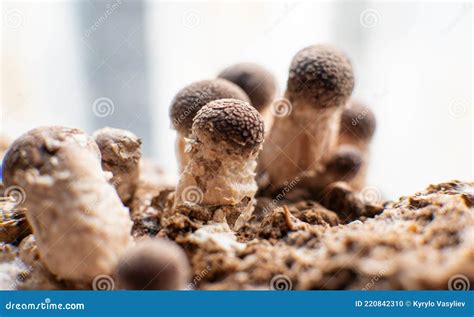 Seta Shiitake Cultivo Lentinula Edodes Foto De Archivo Imagen De