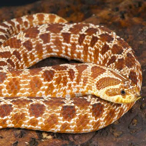 Hognose Snakes For Sale Underground Reptiles