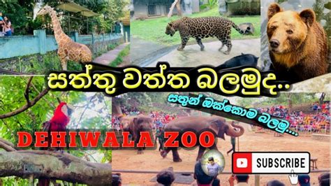 Dehiwala Zoo Zoological Gardens Sri Lanka දෙහිවල සත්තු වත්ත 2024