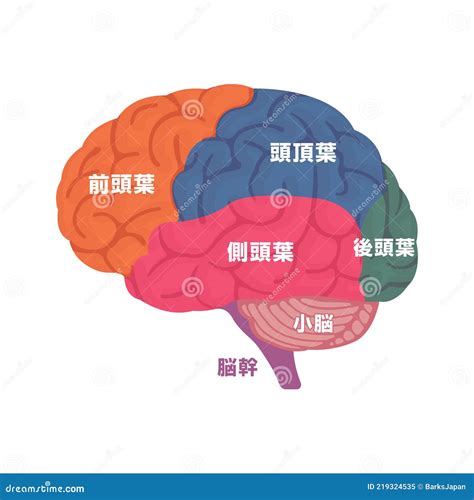 Illustration Vectorielle De Lanatomie Du Cerveau Humain Structure