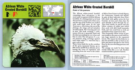 African White Crested Hornbill Birds 1970 S Rencontre Safari