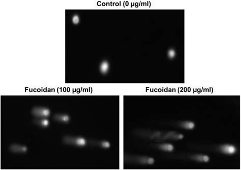 Anticancer Effect Of Fucoidan On Cell Proliferation Cell Cycle