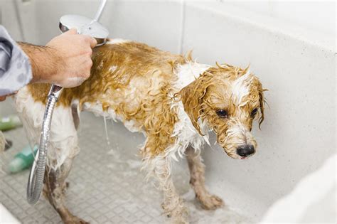 Cómo se sienten los perros después de bañarse Blog de ADOPTA un Animal