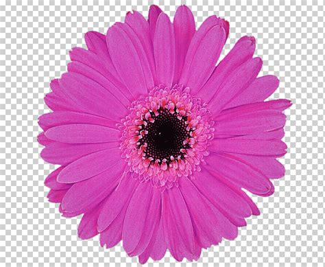 Stock Photography Manta Flores Gerbera P Rpura Planta Herb Cea