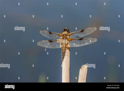 Libellula Quadrimaculata Known As Four Spotted Chaser Four Spotted