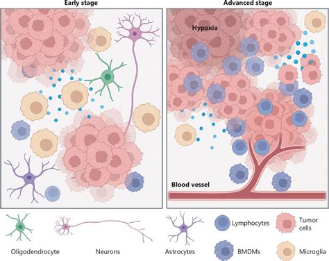 Evolution Driven Crosstalk Between Glioblastoma And The Tumor