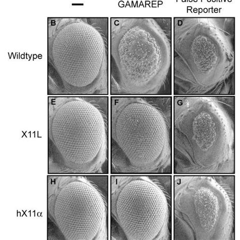 A Genomic Map Of Drosophila X L Cg Cytological Location B