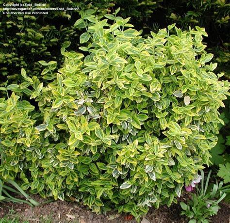 PlantFiles Pictures: Wintercreeper Euonymus 'Emerald & Gold' (Euonymus ...