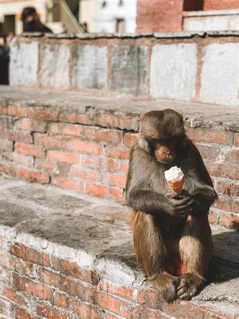 Monkey Eating Ice Cream Sitting on a Brick Wall · Free Stock Photo