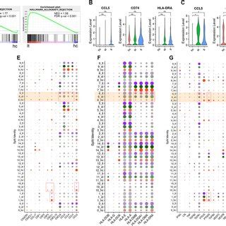 The Scrnaseq Analysis Reveals Distinct Expression Profiles Of