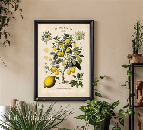 Vintage Lemon Tree Print Citrus Poster Botanical Poster Etsy