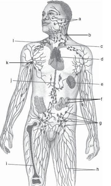 Lymphatic System Worksheet Worksheet